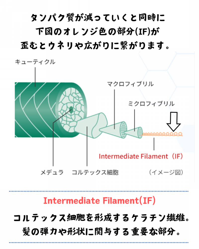 髪質改善解体新書
